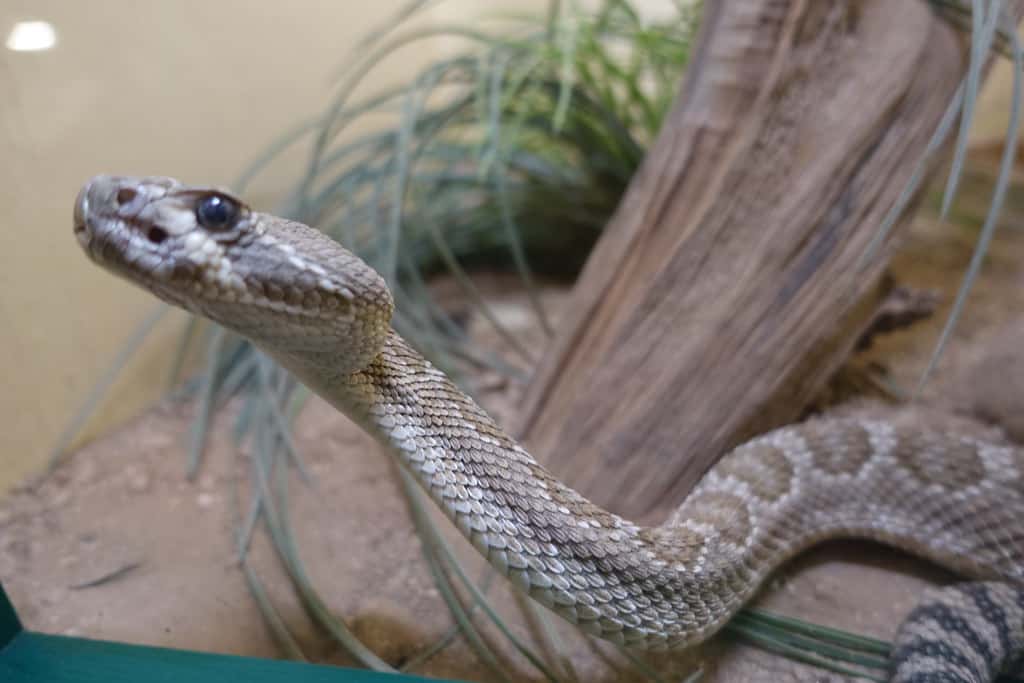 American International Rattlesnake Museum (Albuquerque), New Mexico