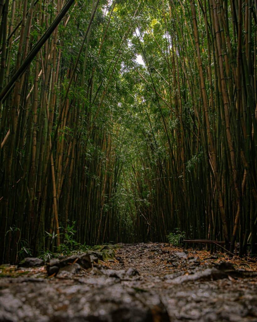 Bamboo Forest, Maui, Hawaii