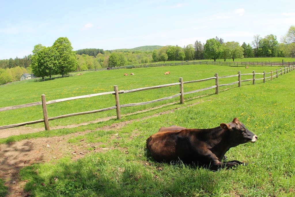 Billings Farm and Museum Vermont