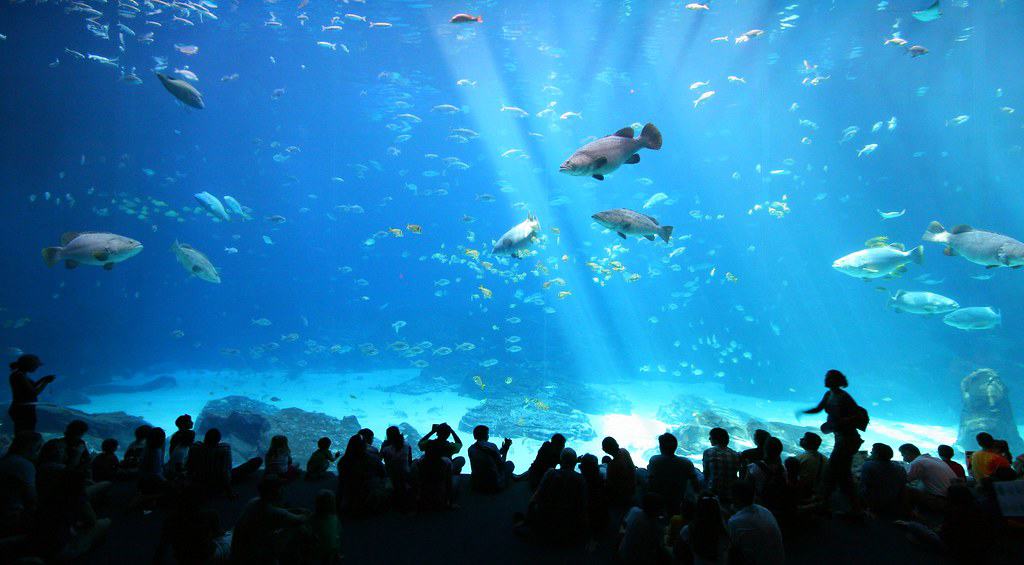 Georgia Aquarium, Georgia