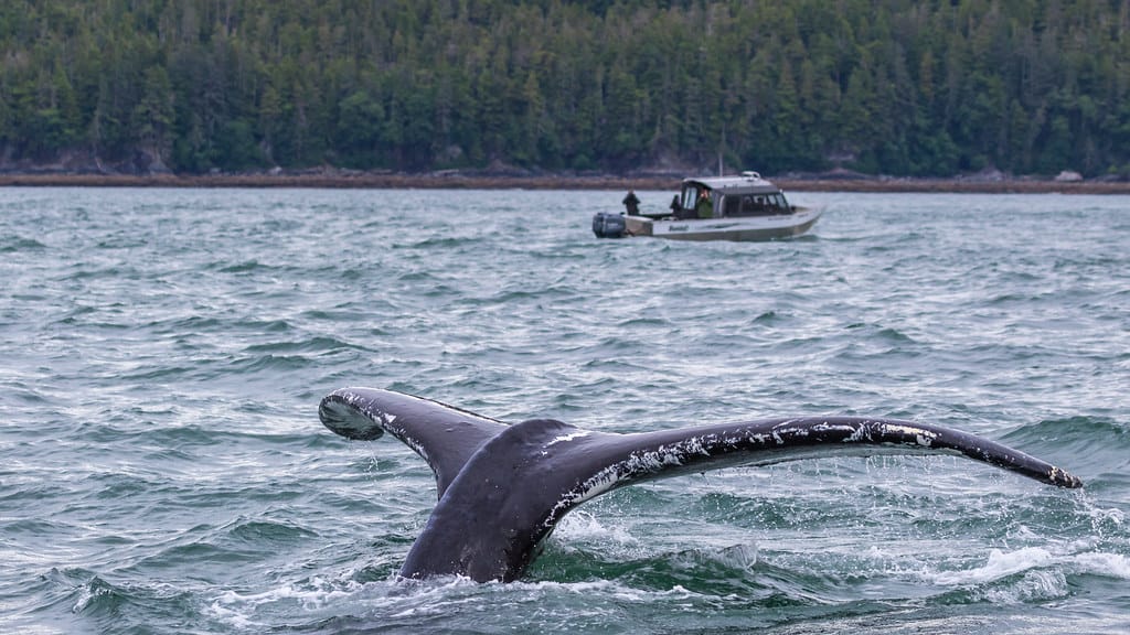 Juneau Whale Watch, Alaska