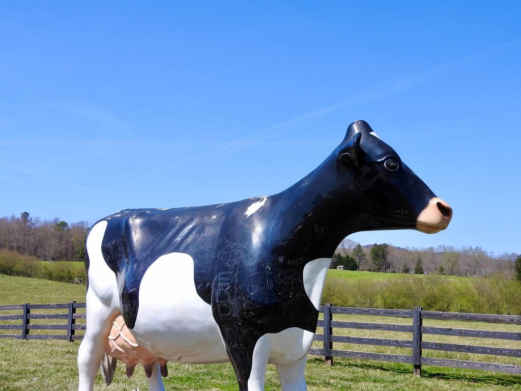 Mountain Fresh Creamery, Georgia