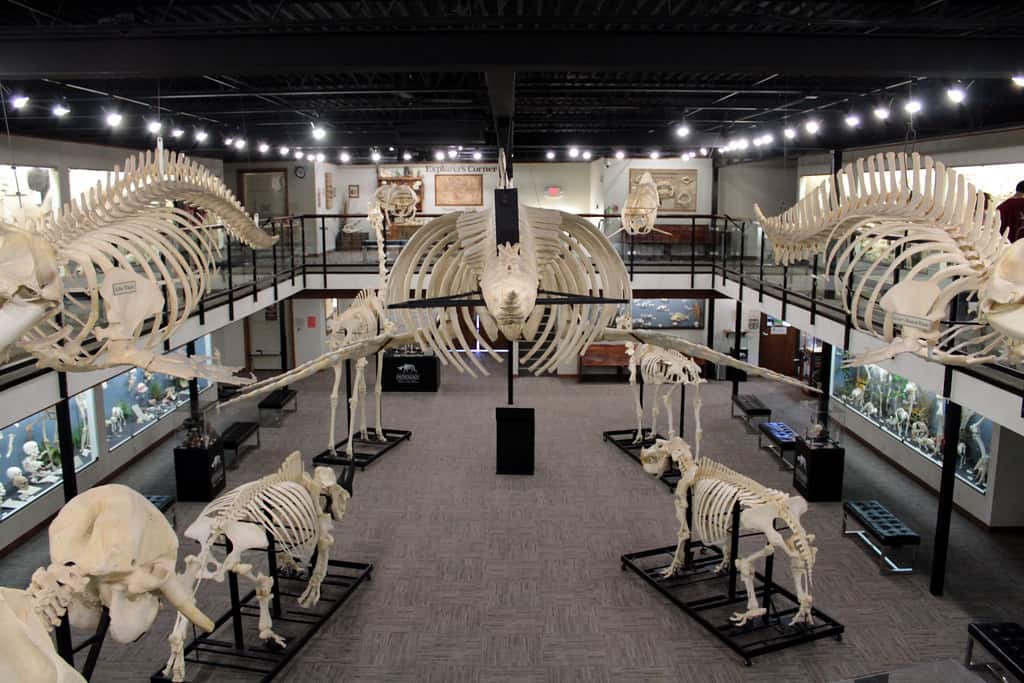 Museum Of Osteology Oklahoma