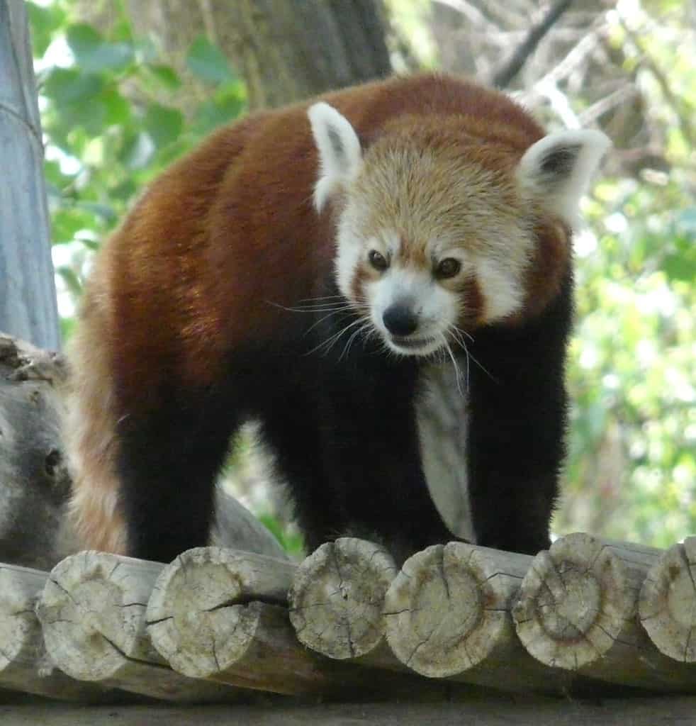 Red Panda at ZooMontana, Montana