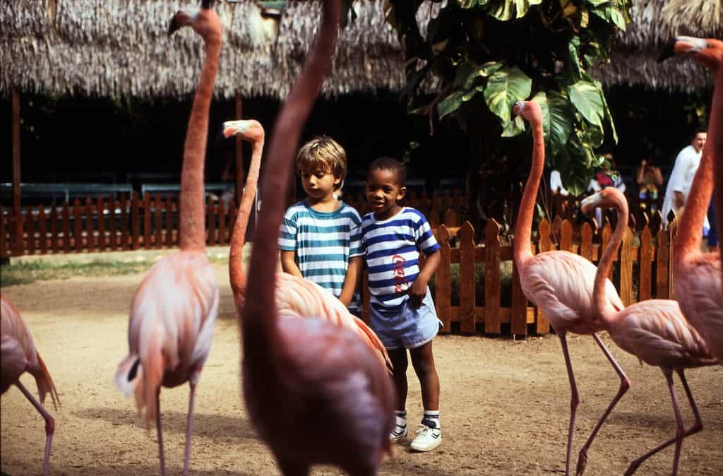 Ardastra Gardens & Wildlife Conservation Centre, The Bahamas