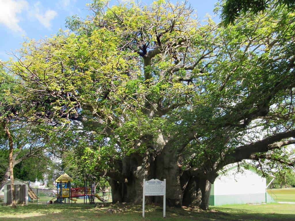 Baobab Tree Queen's Park Barbados