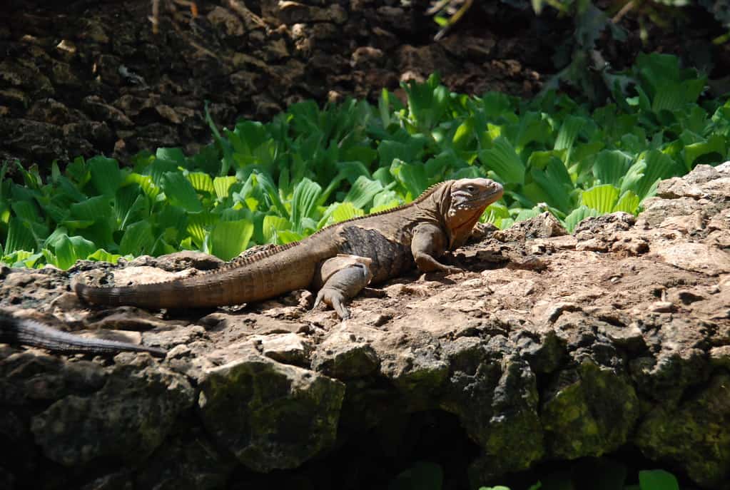 Iguana at Barbados Wildlife Reserve
