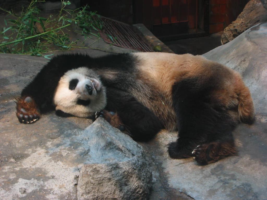 Beijing Zoo, China 