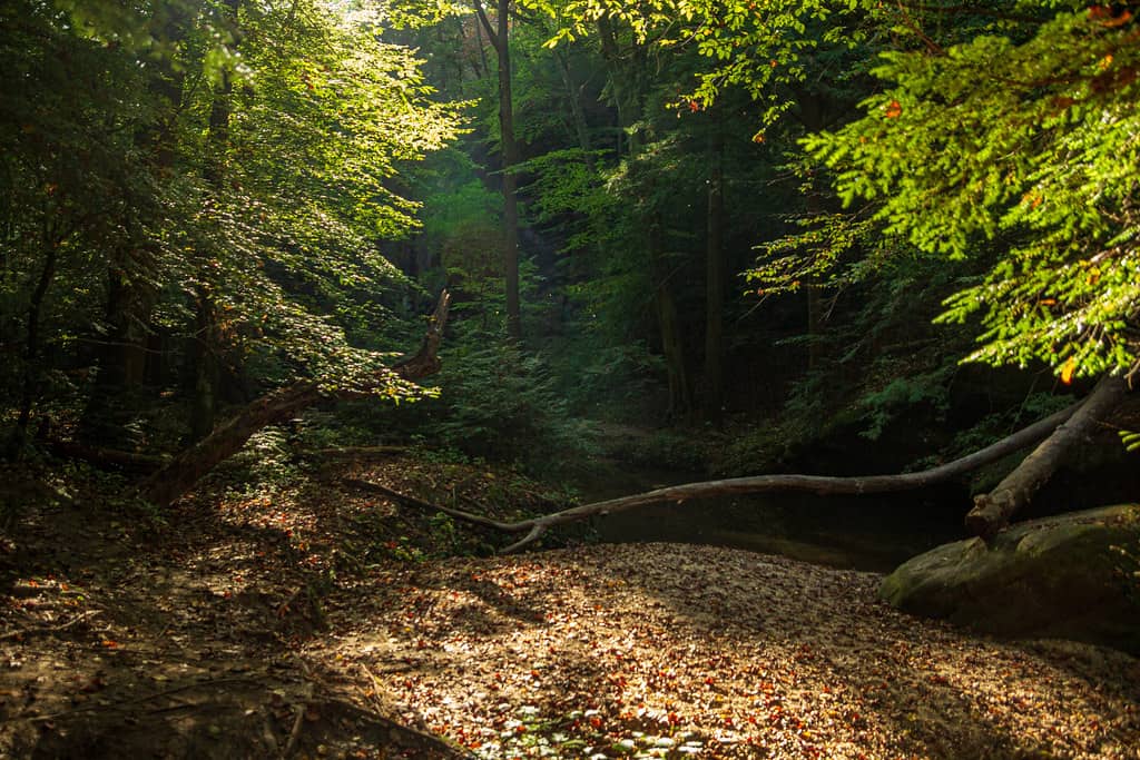 Dismals Canyon Alabama