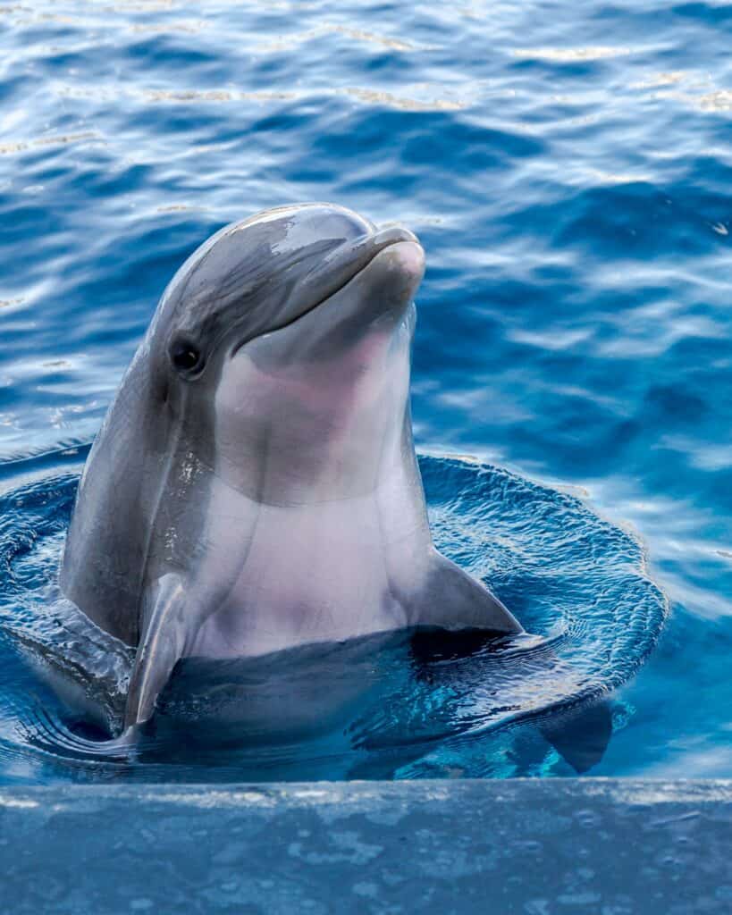 Dolphin Cay, The Bahamas