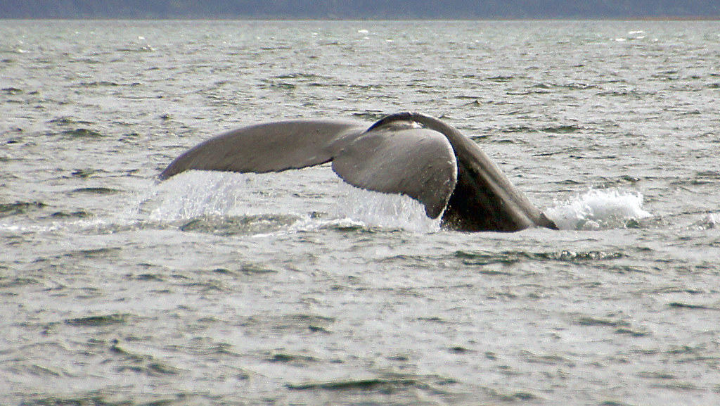 Juneau Whale Watch Juneau Alaska