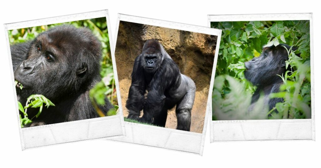  Kahuzi Biega National ParkLola Ya Bonobo, Democratic Republic of the Congo