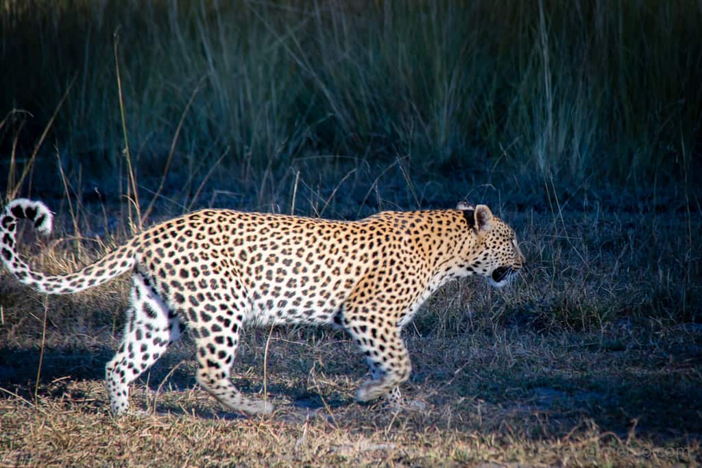 Khutse Game Reserve, Botswana