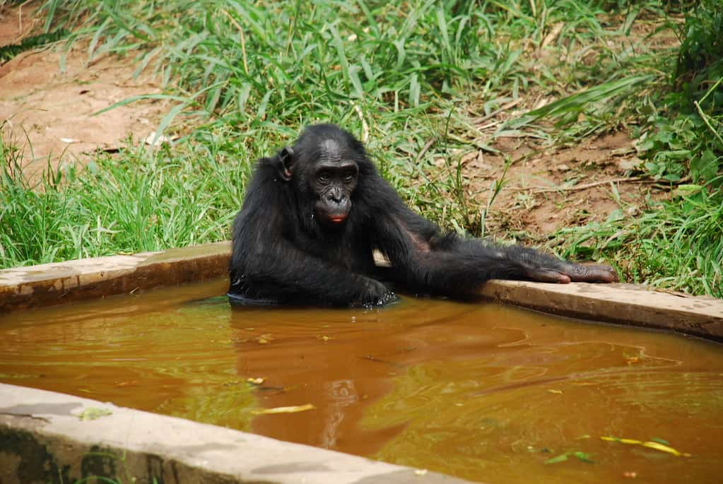 Lola Ya Bonobo, Democratic Republic of the Congo, Africa 