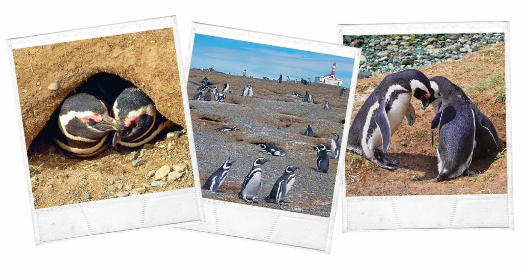 Los Pingüinos Natural Monument, Chile