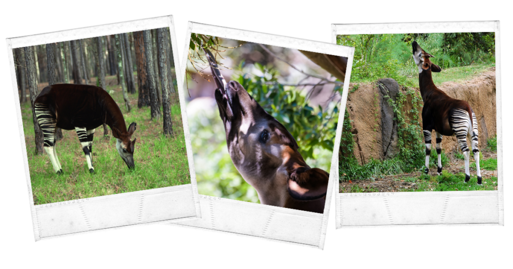 Okapi Wildlife Reserve, Democratic Republic of the Congo