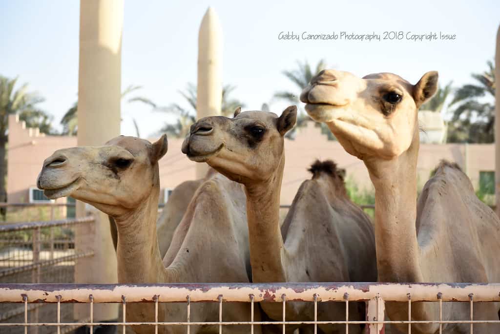 Royal Camel Farm, Janabiyah, Bahrain 