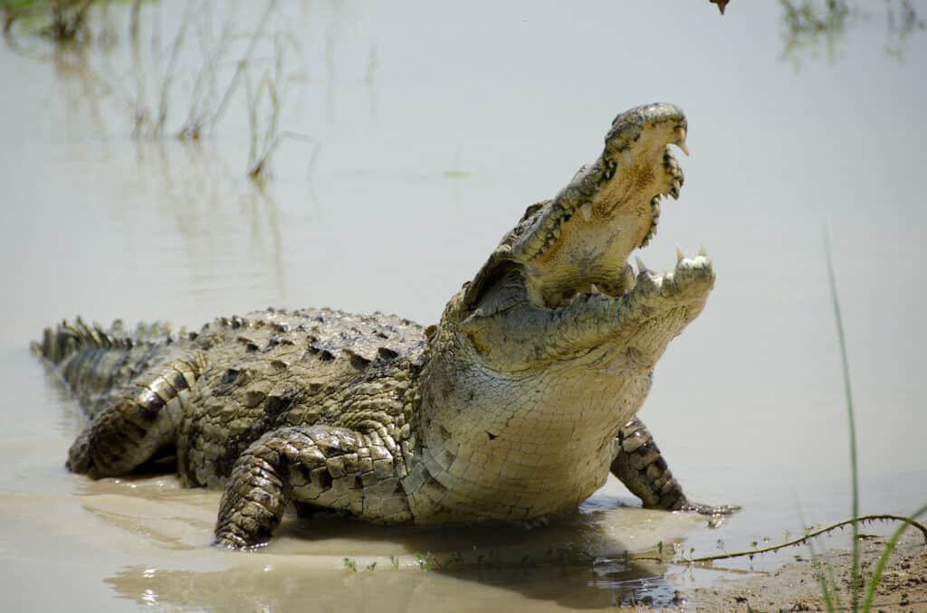 Sacred Crocodile, Sabou, Burkina Faso