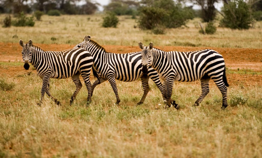 A Safari in Africa