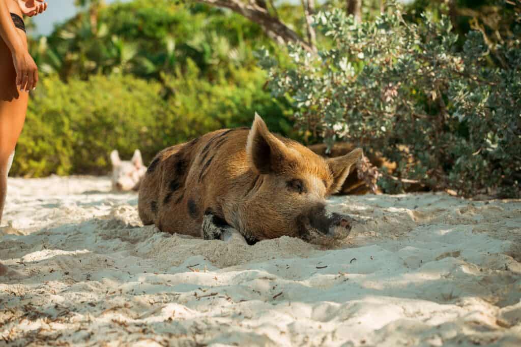 Pig Beach, The Bahamas