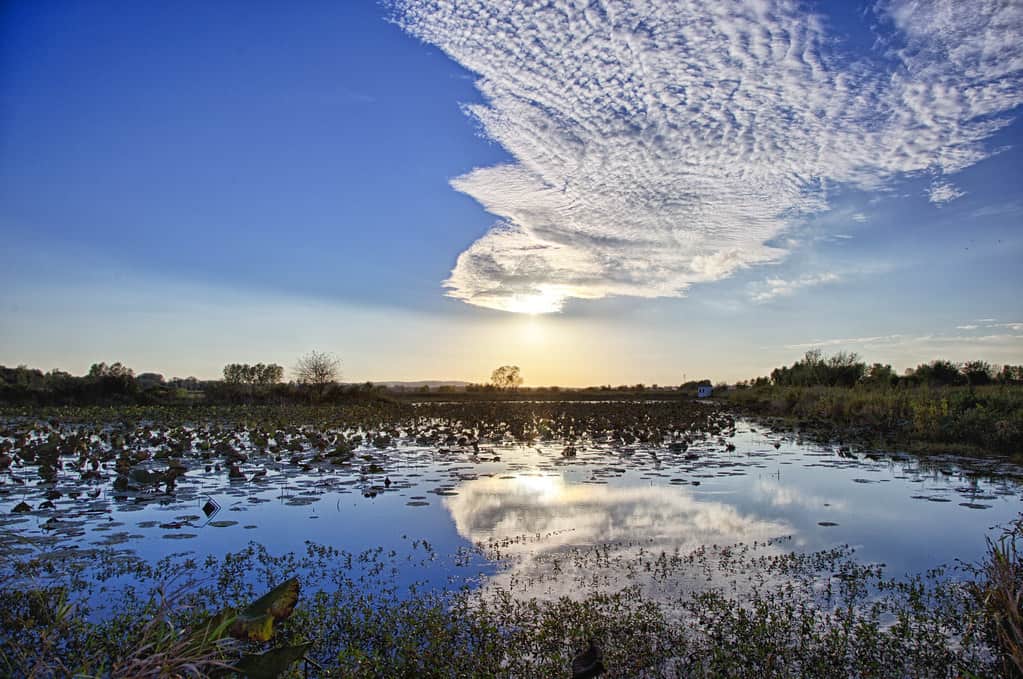 Wetlands Lawrence Kansas