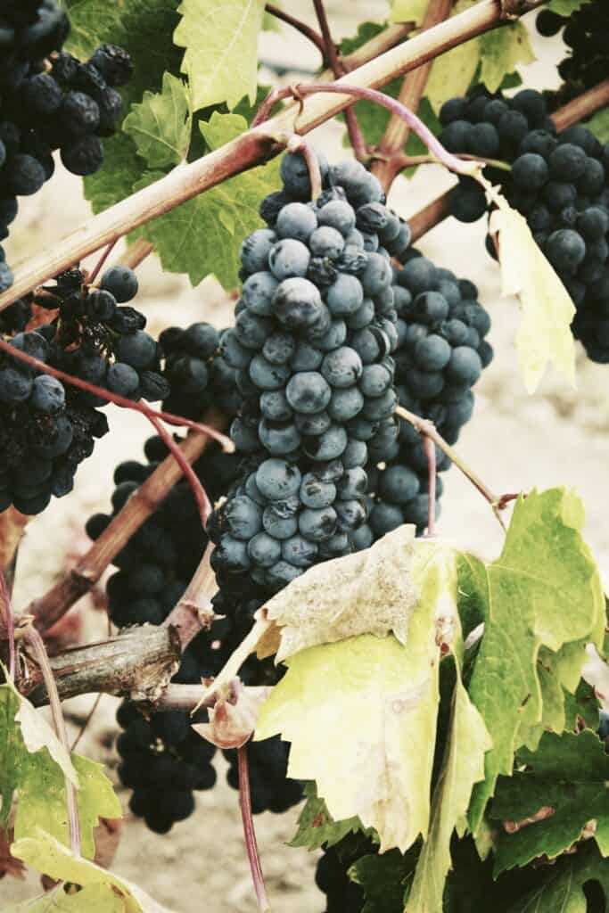Wine Grapes, Fraser Valley