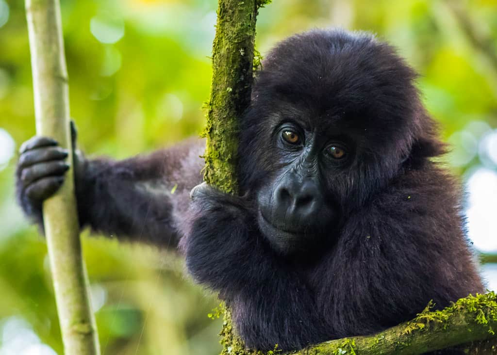 Young Gorilla in Congo, Africa