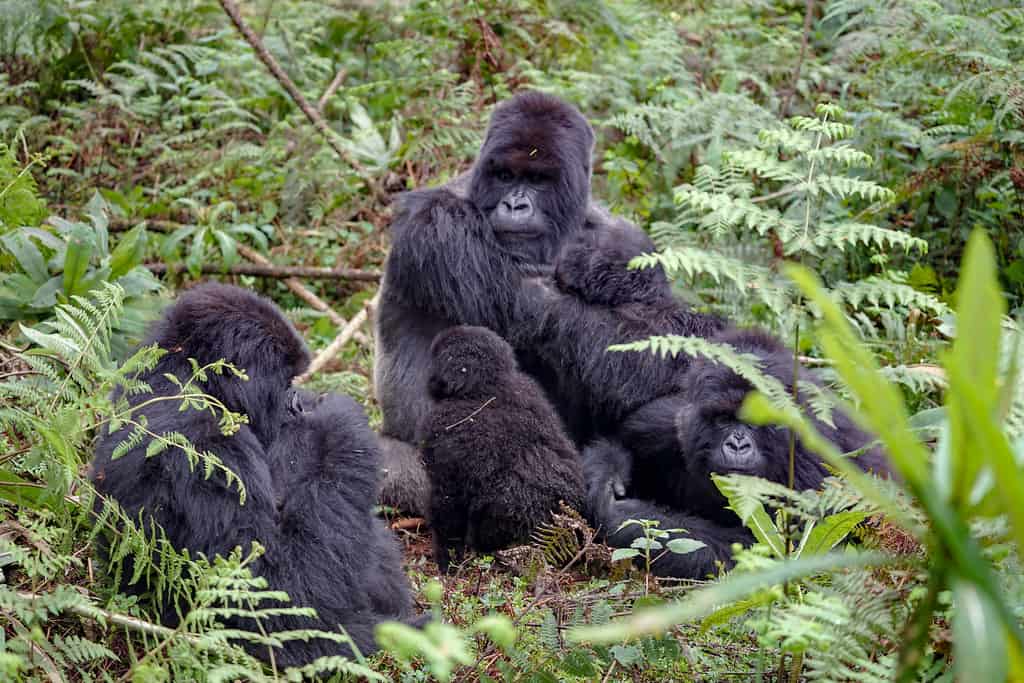Gorilla Tracking, Central African Republic
