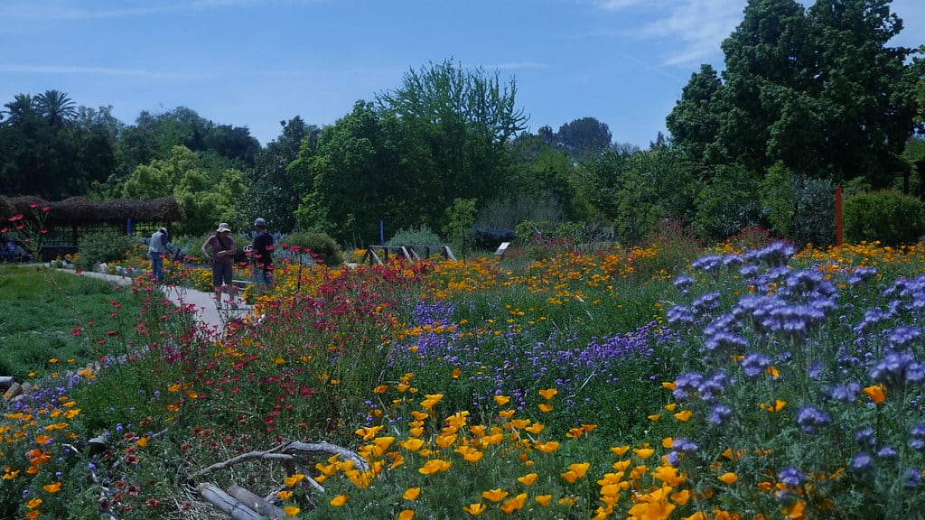 Arboretum and Botanic Garden Santa Cruz California
