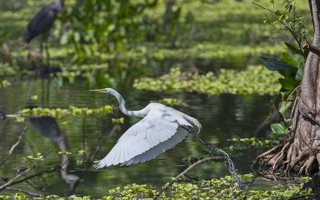 Audubon Corkscrew Swamp Sanctuary, Naples , Florida