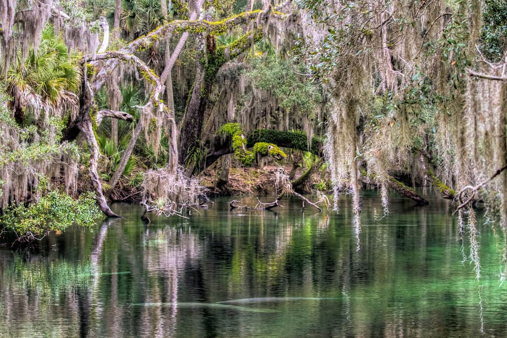 Blue Spring State Park Orlando, Florida