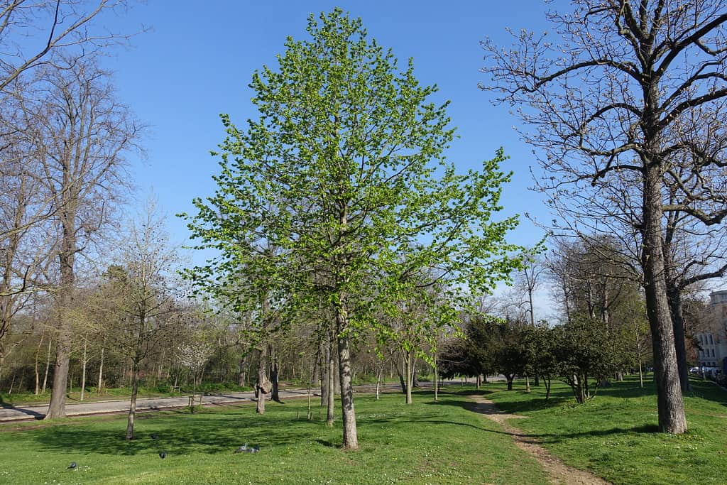 Bois de Boulogne Neuilly-sur-Seine, France 