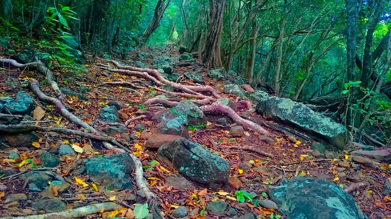 Cabrits National Park, Dominica