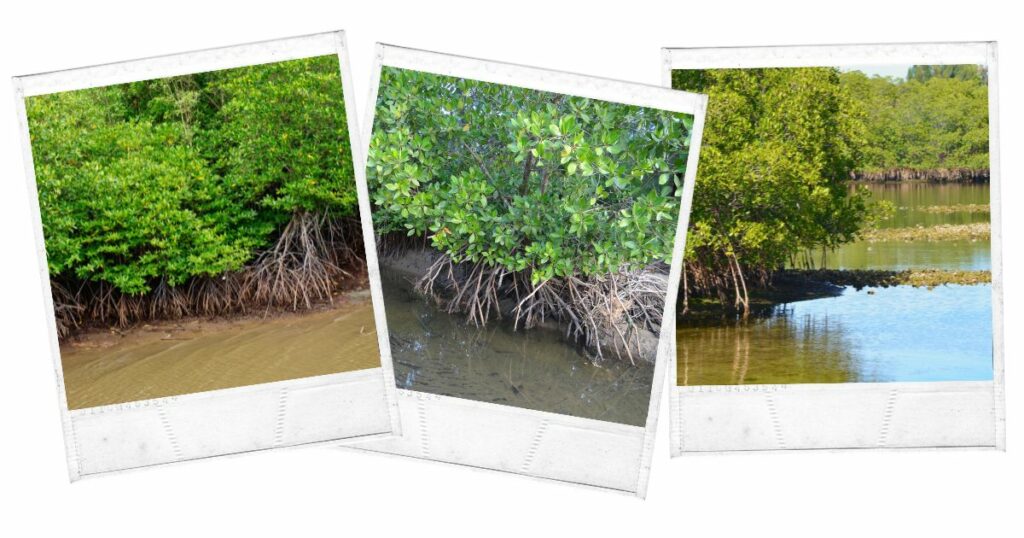 Cacheu River Mangroves Natural Park, Guinea-Bissau