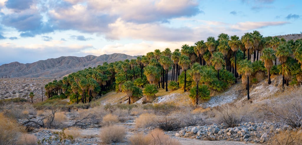 Coachella Valley Preserve Palm Springs California