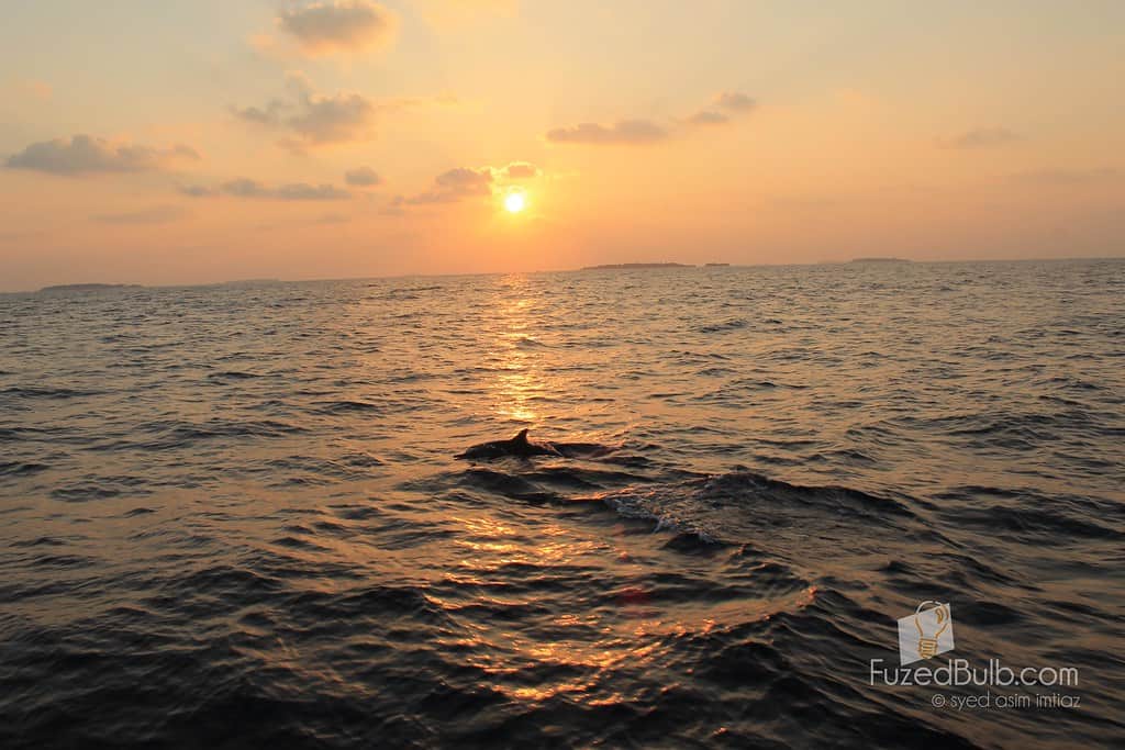Dolphin Sunset Cruise Destin