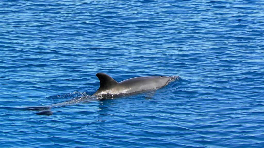 Dolphin World , Hurghada, Egypt