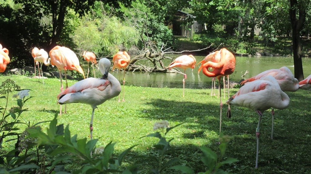 Flamingo Gardens , Fort Lauderdale Florida