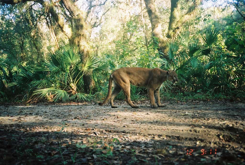 Florida Panther National Wildlife Refuge Fort Myers Florida