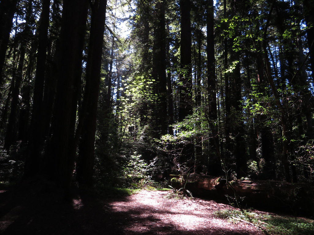 Henry Cowell Redwoods State Park Santa Cruz California