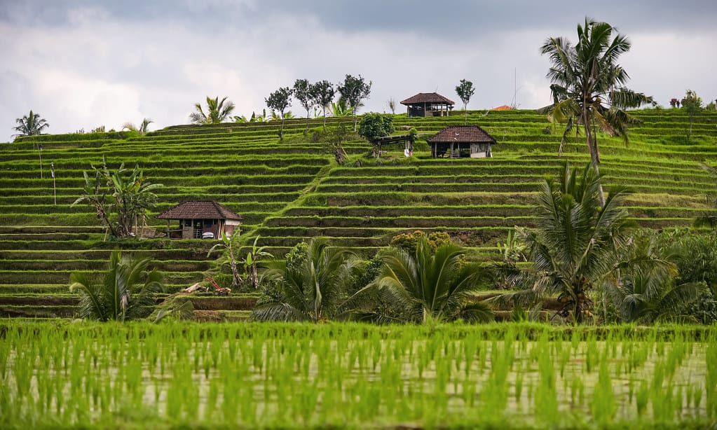 Jatiluwih Rice Terraces Bali, Indonesia