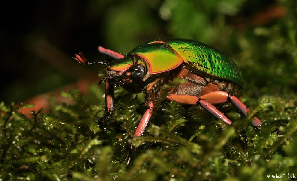 Jewel Scarab Beetle in Cusuco National Park
