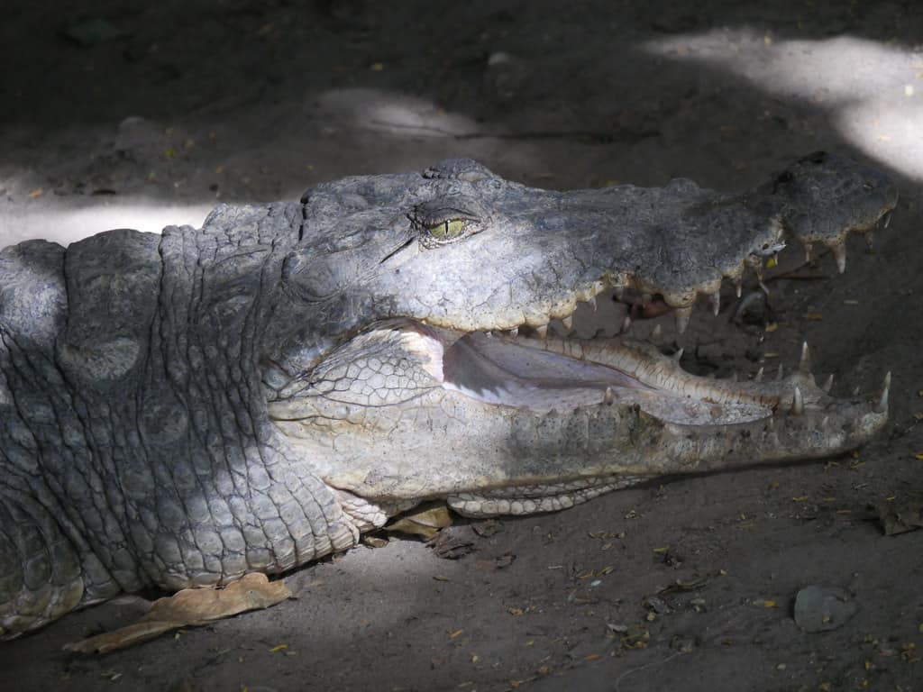 Kachikally Crocodile Pool, The Gambia