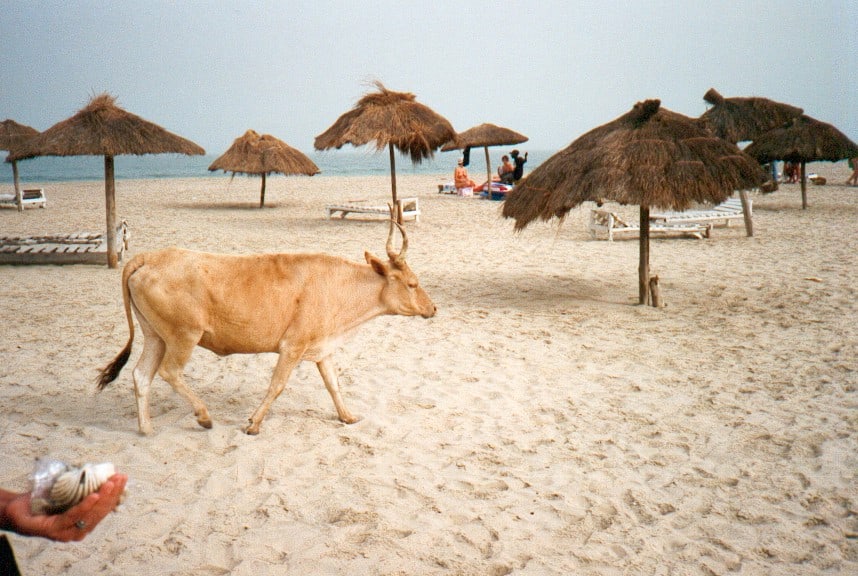 Kotu Beach, The Gambia