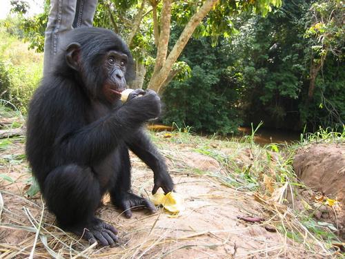 Lola Ya Bonobo Republic of Congo