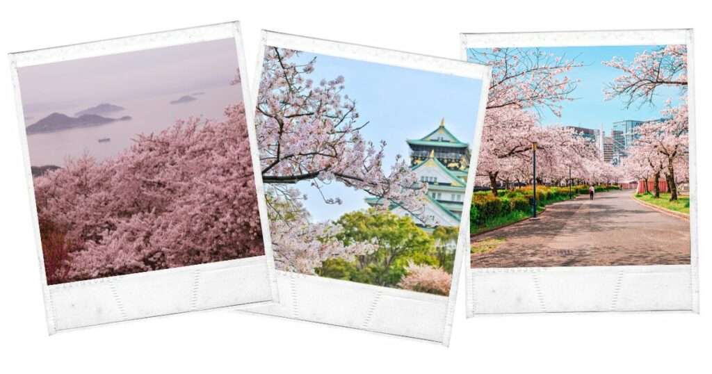 Longwangtang Cherry Blossom Park, Dalian, China