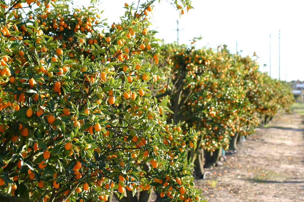 Mixon Fruit Farms Sarasota Florida