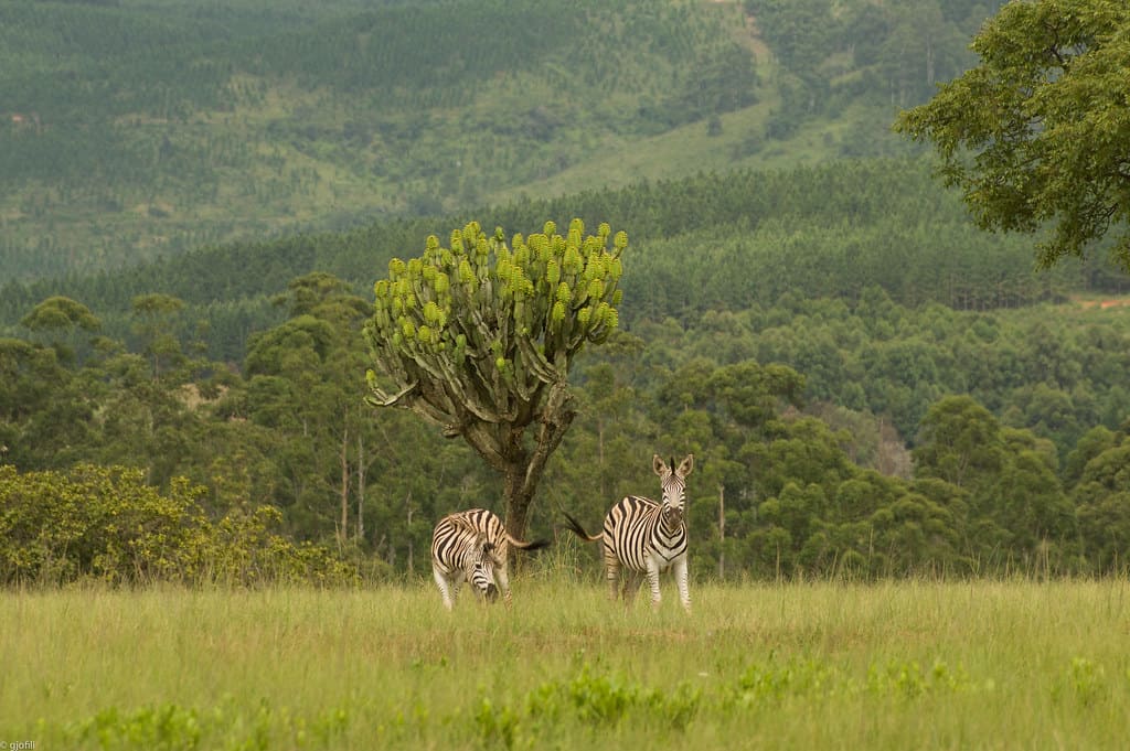 Mlilwane Wildlife Sanctuary, Swaziland 