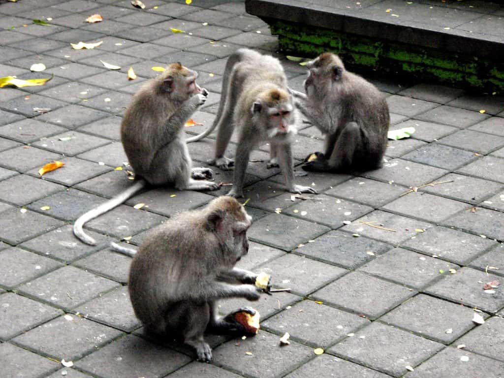 Sacred Monkey Forest Sanctuary Bali, Indonesia 