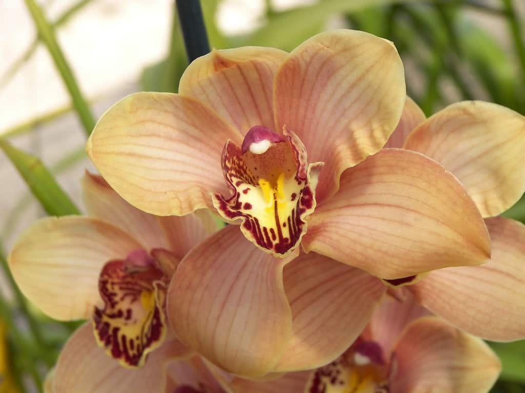 Santa Barbara Orchid Estate, California